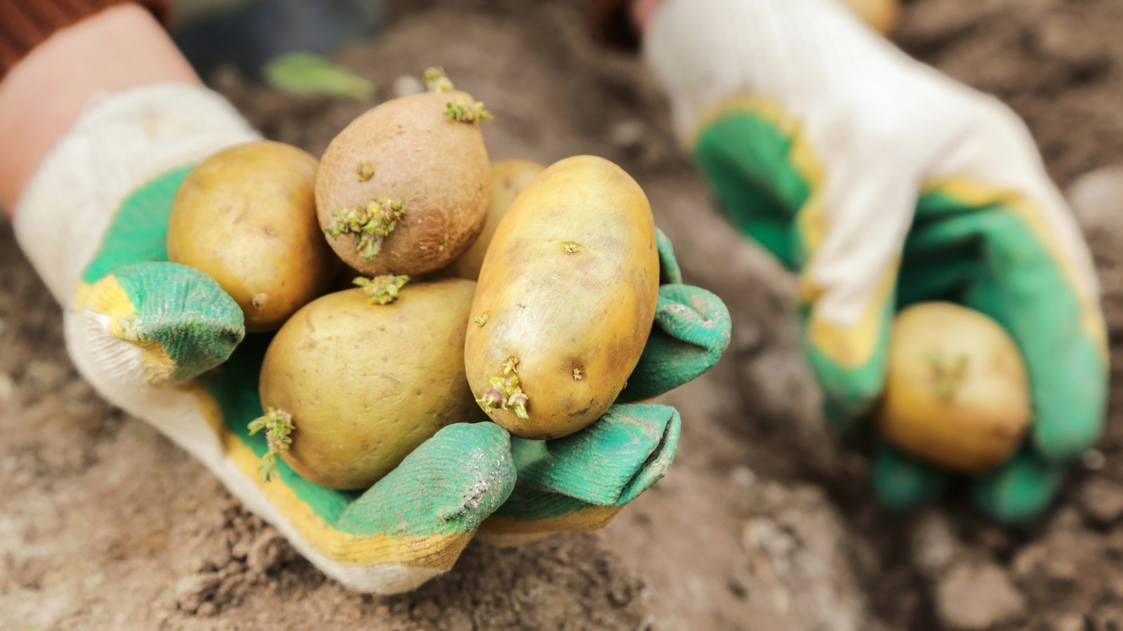 Is it Possible to Plant Supermarket Potatoes in the Spring? Expert Advice from Our Gardening Pro