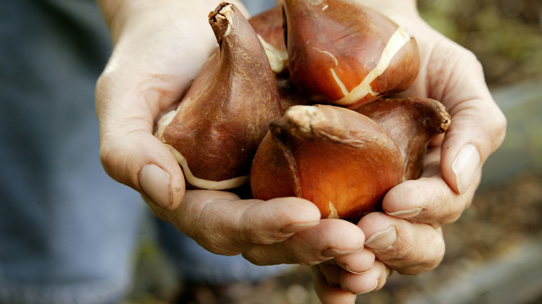 hands holding tulip bulbs