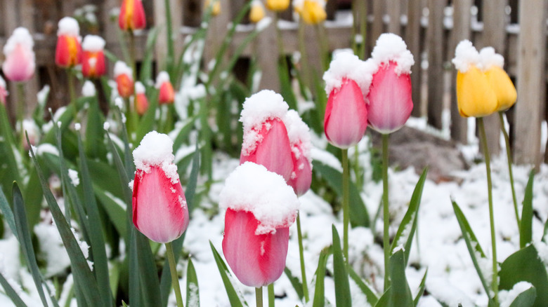Can You Plant Tulips In The Spring? Our Professional Gardener Weighs In