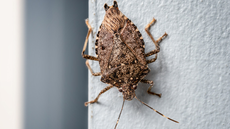 Stink bug climbing on wall