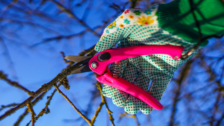 Gloved hand pruning a tree branch with shears