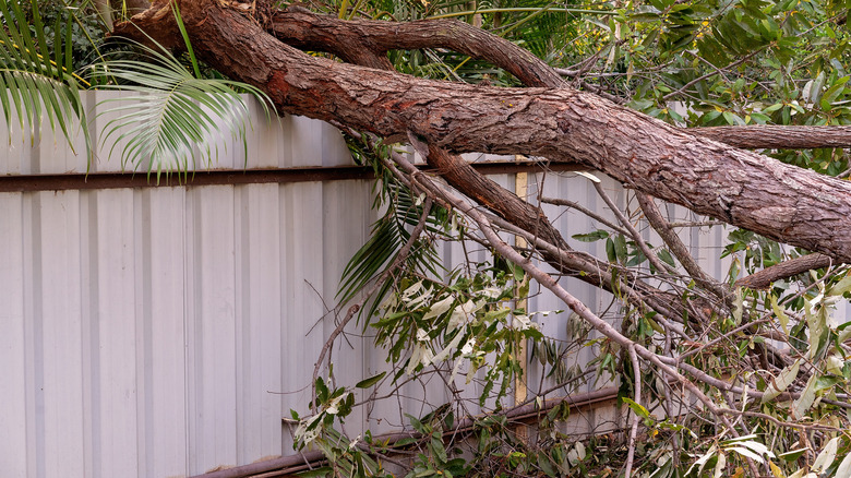 large tree branch reaching over a fence