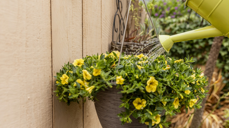 Hanging yellow-flowering plant being watered with a watering can.