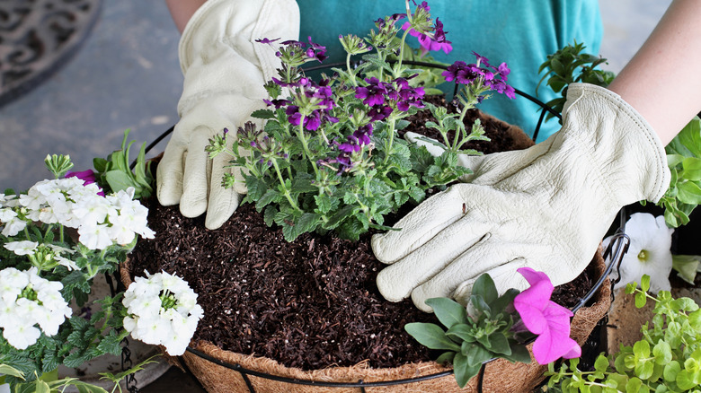 Can You Put Any Plant In A Hanging Basket? A Gardening Pro Weighs In