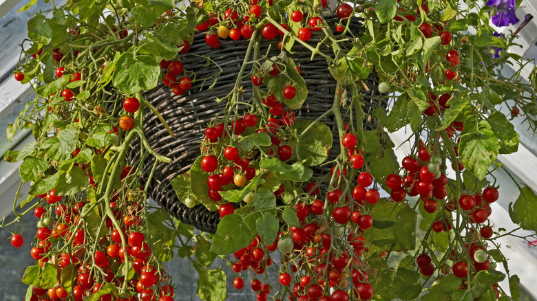 Hanging basket growing a large number of cherry tomatoes.
