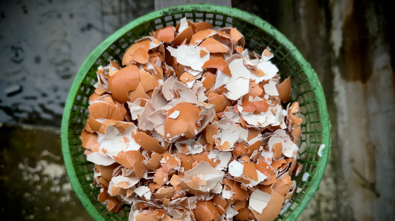 A bowl of crushed eggshells sit in a plastic container.