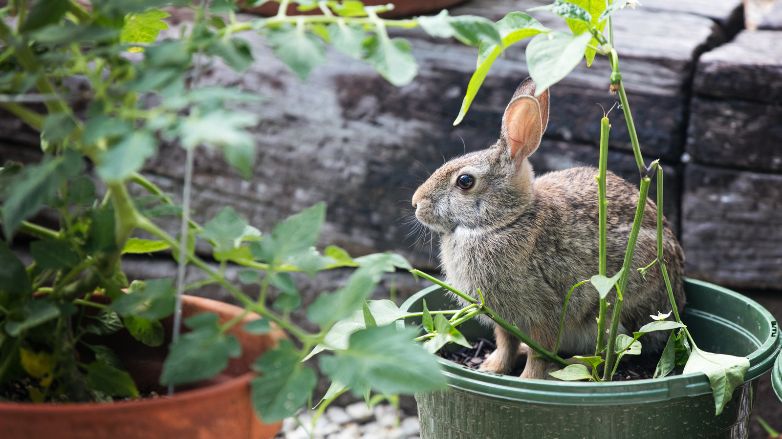 Can You Really A Use Diluted Bleach Solution To Ward Off Garden Rabbits?