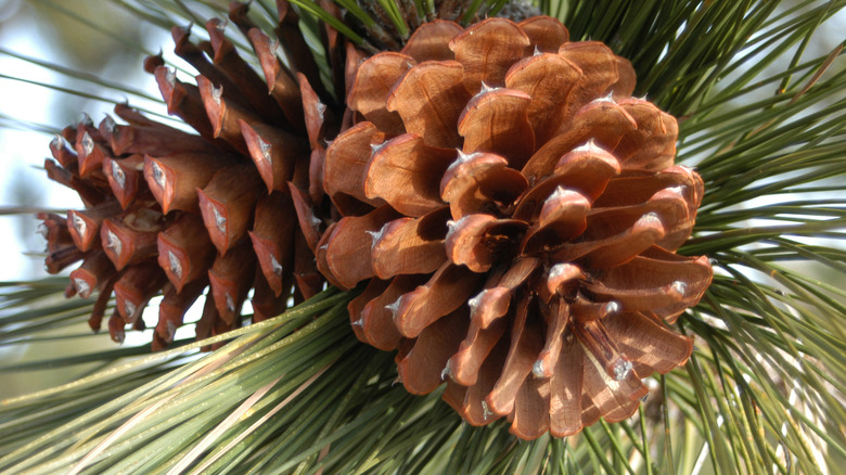 up close image of pinecones