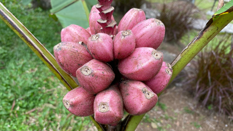 Small pink bananas growing on the plant in a garden