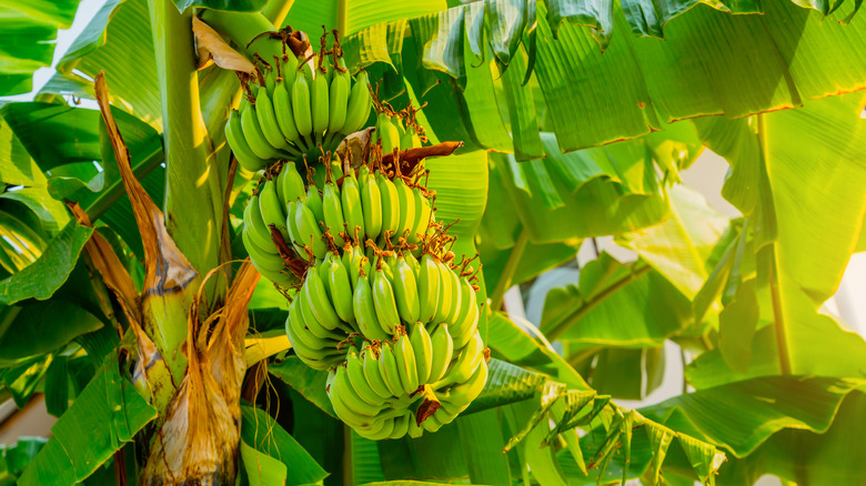 Green bananas hanging from a stem