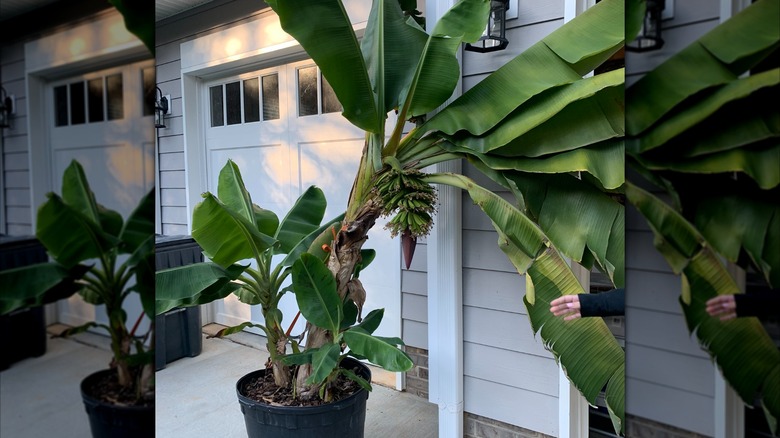 Banana plant in a large black container