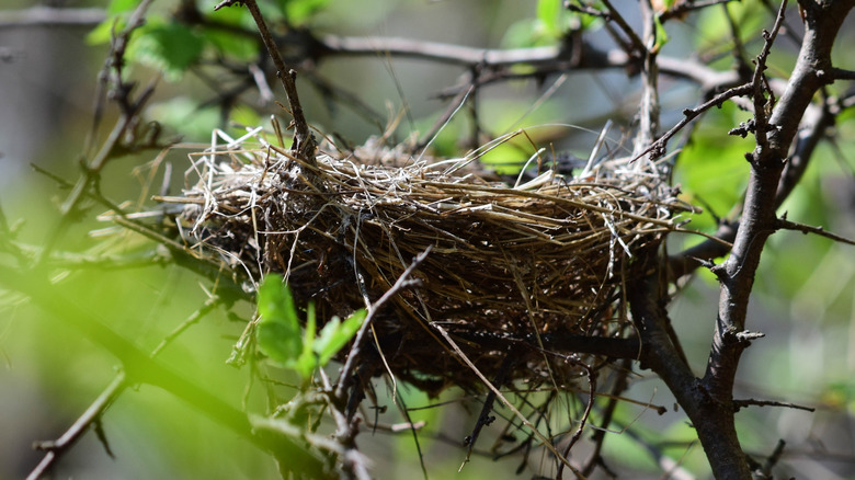 An empty bird's nest of twigs sits near the top of a tree