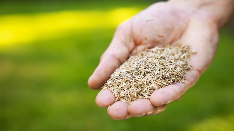 Person holding and planting grass seed