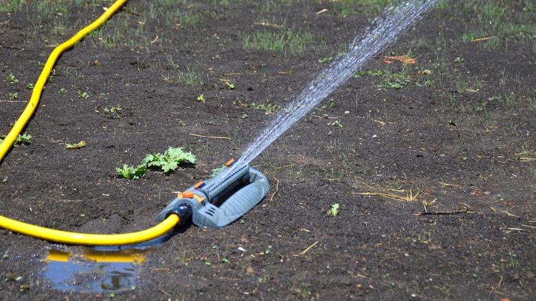 Watering an area with grass seed planted