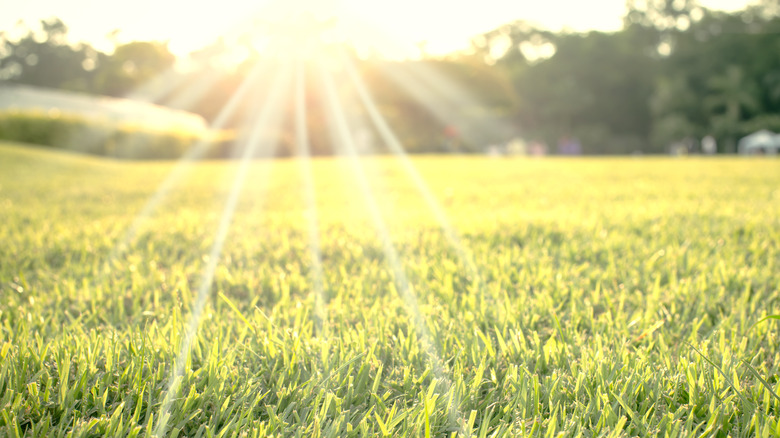 Bright sunlight over a lawn
