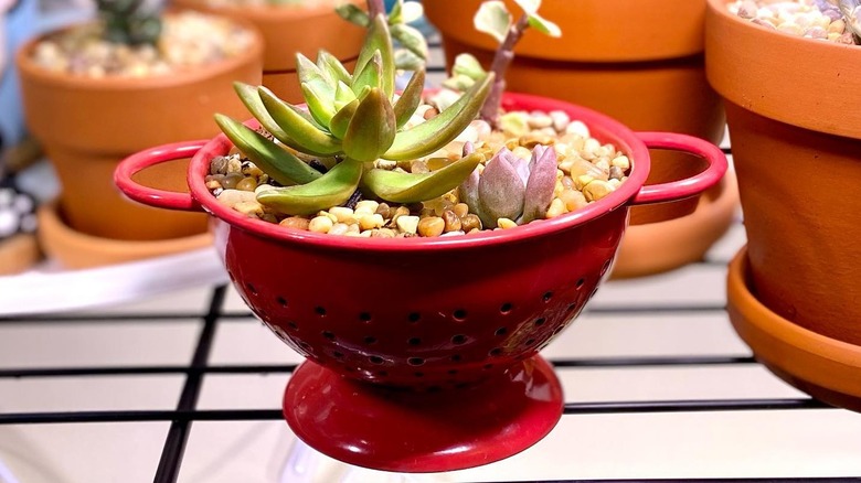 Succulents potted in colander