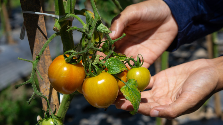Hands hold a ripening cluster of tomatoes on the vine