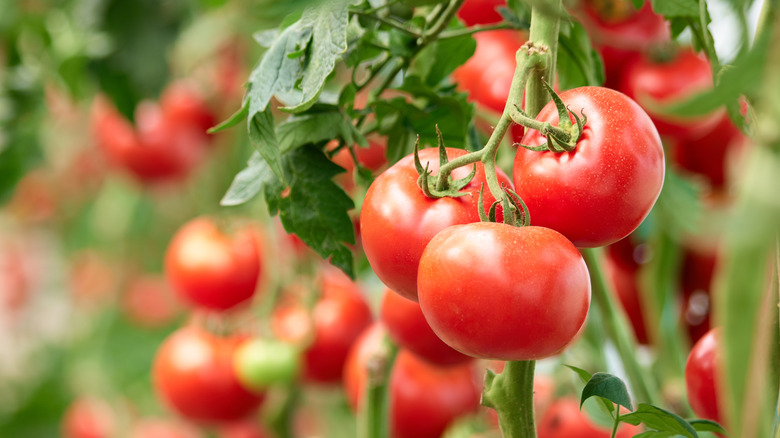 Ripe tomatoes on vine