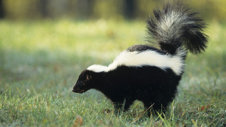 Skunk raising tail in grass