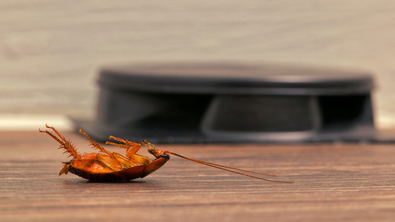 Roach bait