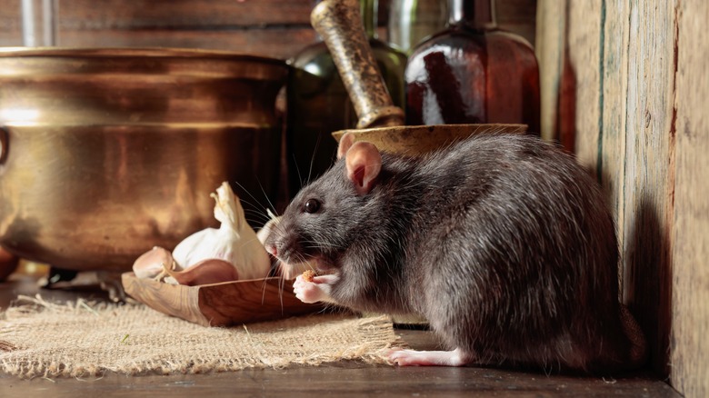 Rat in a cupboard