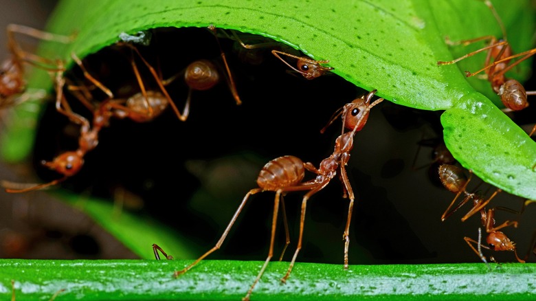 ants on a leaf