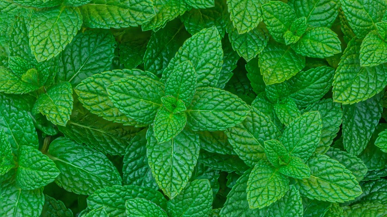 mint plant