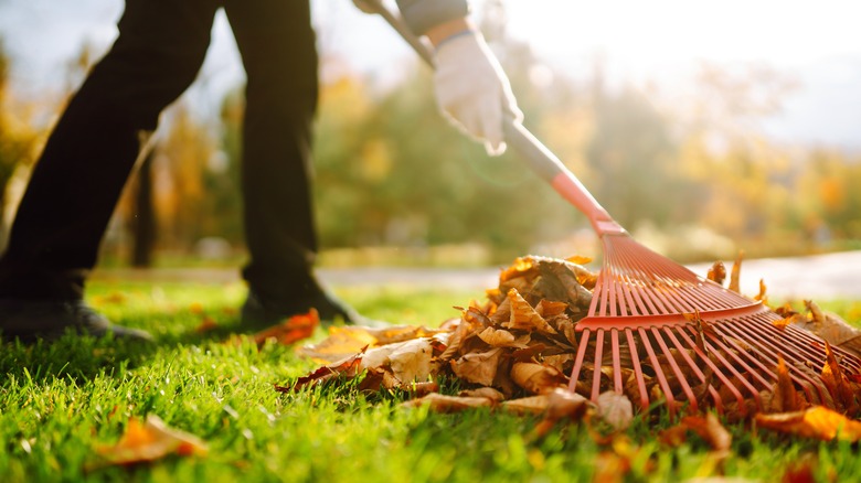 person clearing debris in garden