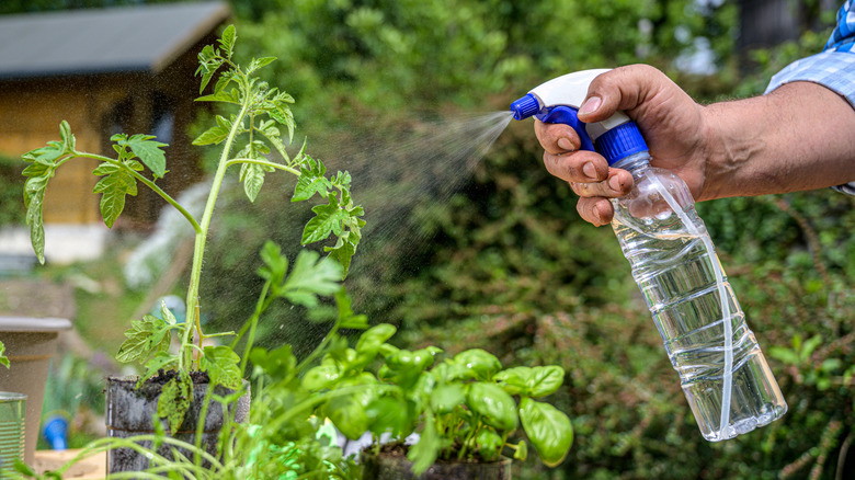 woman spraying garden