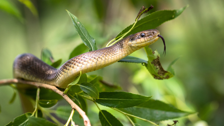 snake in garden