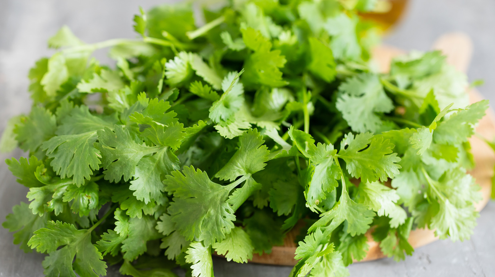 Can You Regrow StoreBought Cilantro To Bring More Magic To Your Herb