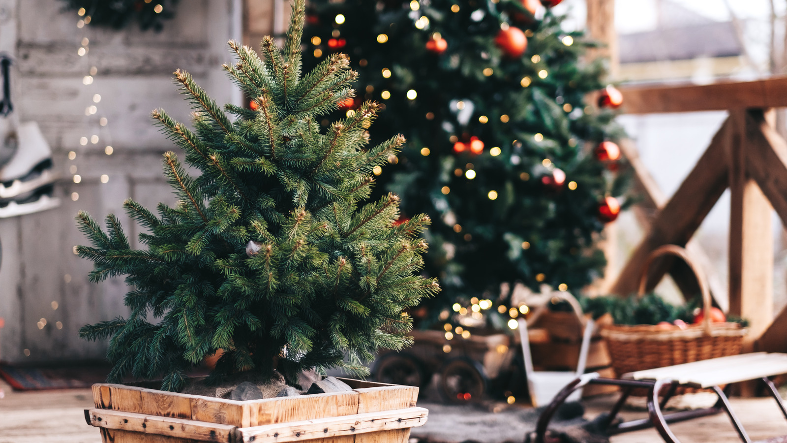 Can You Replant Your Live Christmas Tree After Using It?
