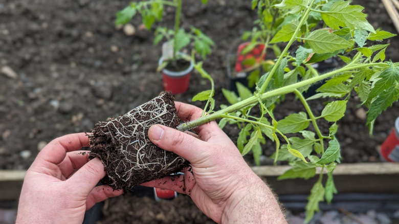 Hands holding a young tomato plant taken out of its pot with visible healthy white roots showing