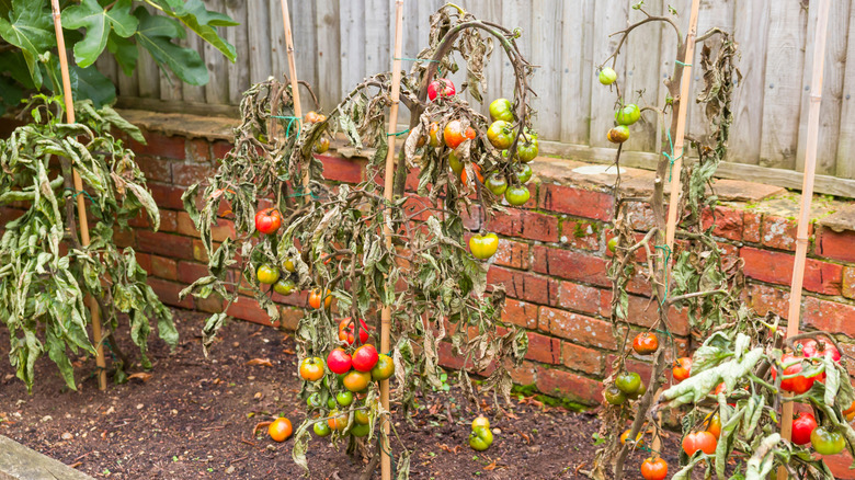 Three staked tomato plants in a garden that are wilting