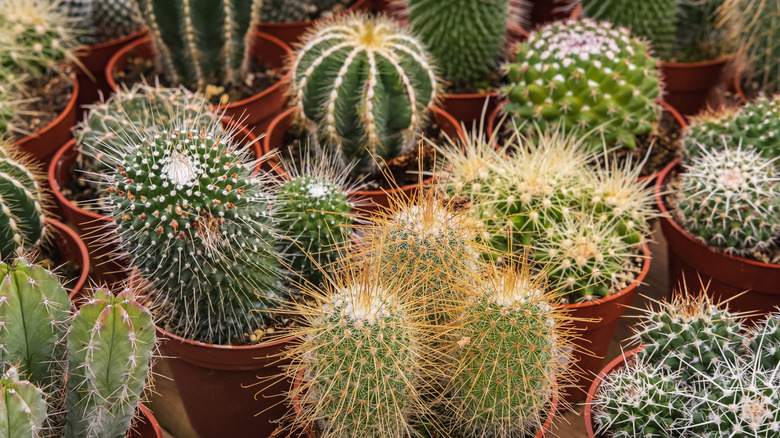 A group of various cacti in small pots