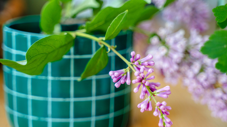 A branch of a small lilac drapes over the edge of a green pot.