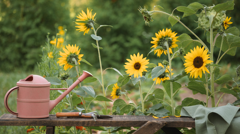 Sunflowers growing outdoors next to a wooden bench with gardening tools on it