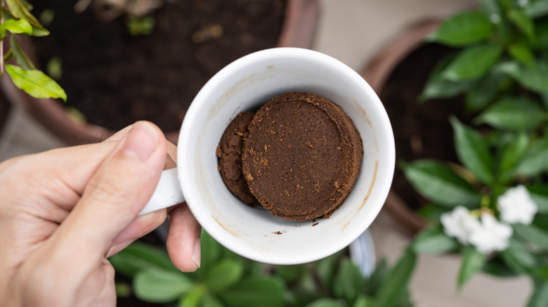 Top-down view of a white cup with leftover coffee grounds in the bottom