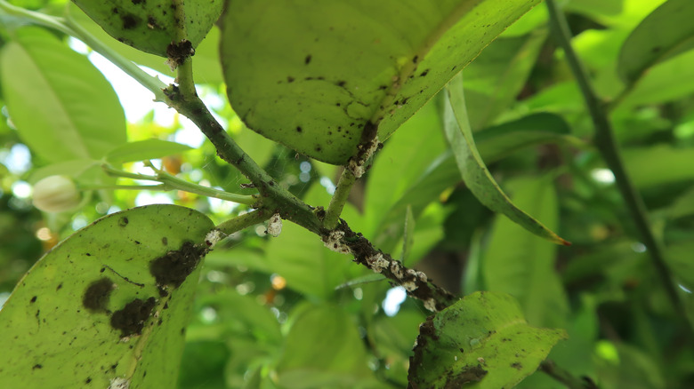 sooty mold on plant leaves