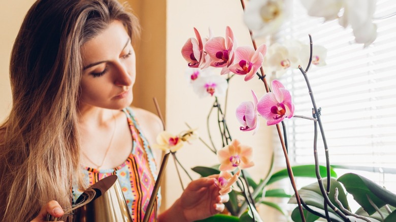 Woman contemplating watering orchids 
