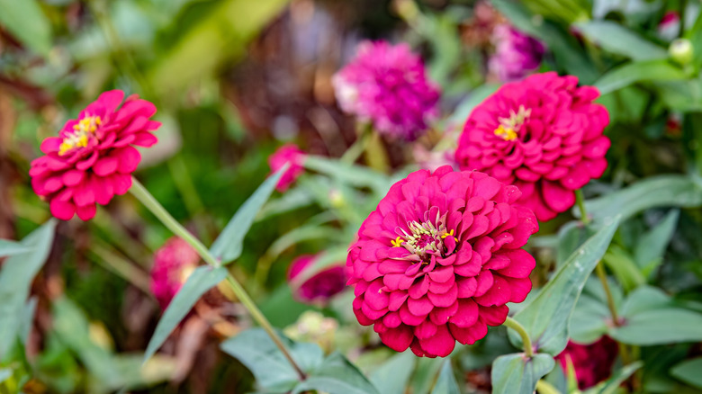 Vibrant red zinnia flowers in full bloom.