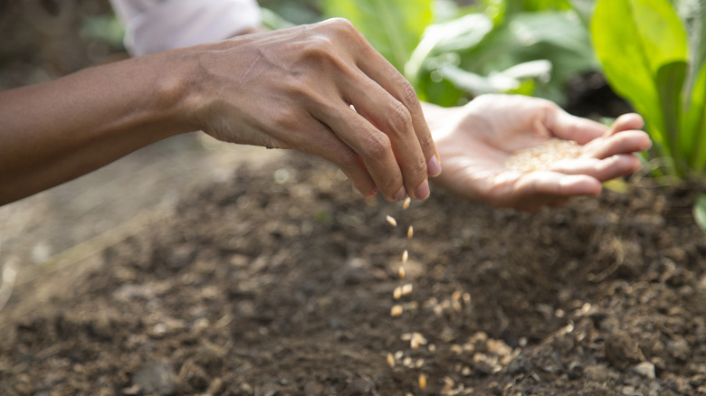 A person sprinkling seeds in a garden bed.