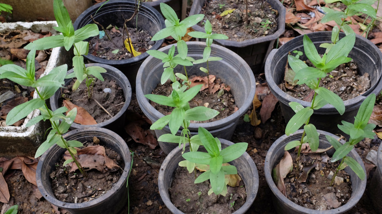 Top view of young zinnia plants in pots.