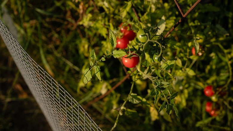 Tomato plant with hardware cloth barrier