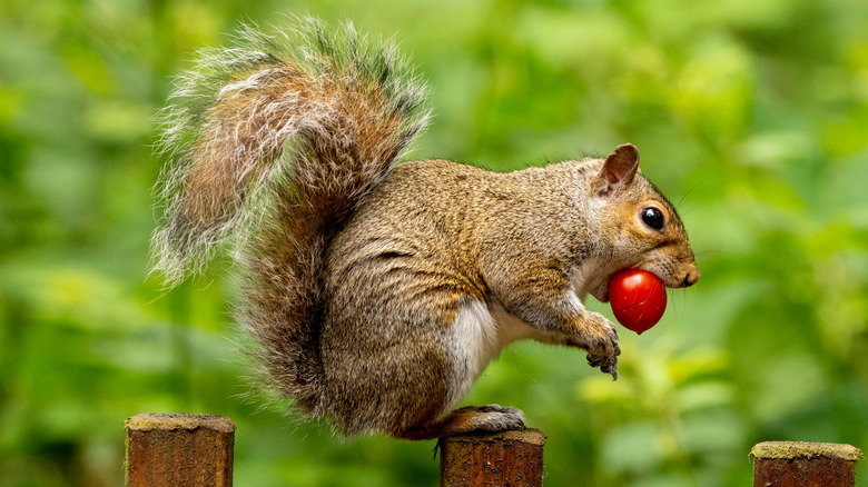 Brown squirrel with cherry tomato in its mouth