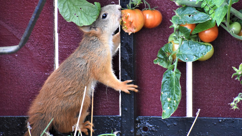 Squirrel reaching and eating ripe tomato on plant