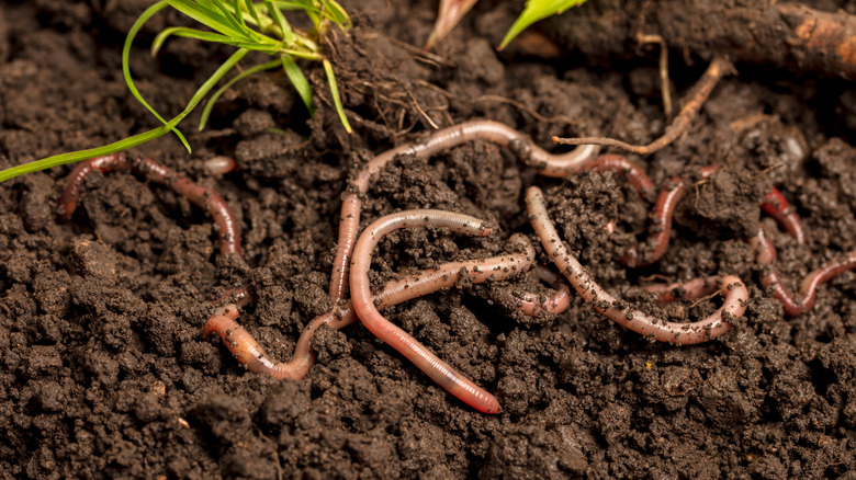 A group of earthworms roil around the surface of some topsoil near a sprig of grass.