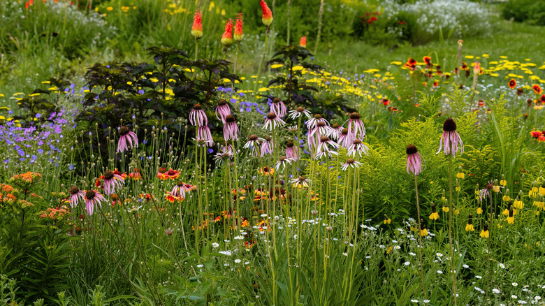 A xeriscape garden features colorful plants