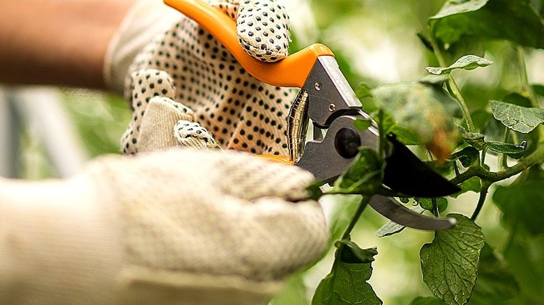 A gloved hand holding a set of pruning shears is trimming a thin branch with green leaves