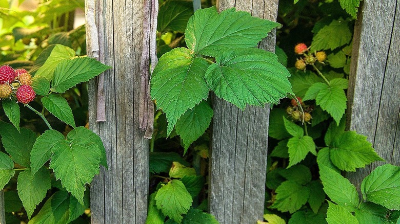 A bush's leaves is seen growing over a fence line to the other side